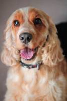 Elisabeth LAVALL - LAVALL ELISABETH